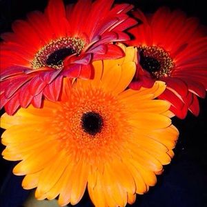 Meet your Posher, Lupe